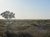 broken-hill-to-bourke-080 emu in silhouette