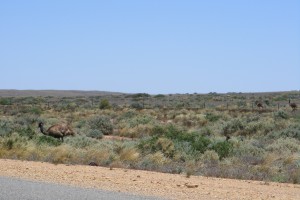 emus barrier highway burra to broken hill