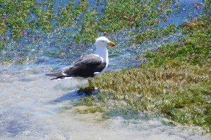 Pacific Gull Granite Island, Victor harbor, South Australia