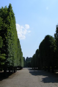 trimmed trees schronbrun palace vienna